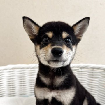 柴犬(豆柴)【兵庫県・女の子・2025年5月8日・黒】の写真「とっても可愛い女の子♪ワクチン３回接種済み」