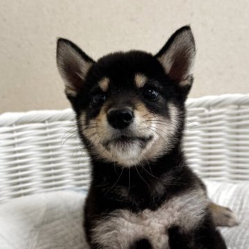 柴犬(豆柴)【兵庫県・男の子・2025年5月24日・黒】の写真「とっても可愛い男の子♪ワクチン３回接種済み」