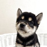 柴犬(豆柴)