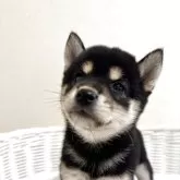 豆柴