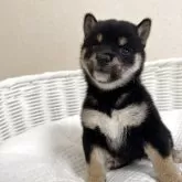 豆柴