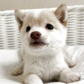 柴犬(豆柴)