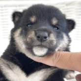 柴犬(豆柴)