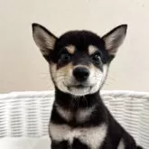 豆柴