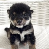 柴犬(豆柴)