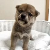 豆柴