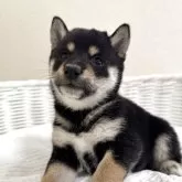 豆柴