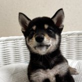 柴犬(豆柴)