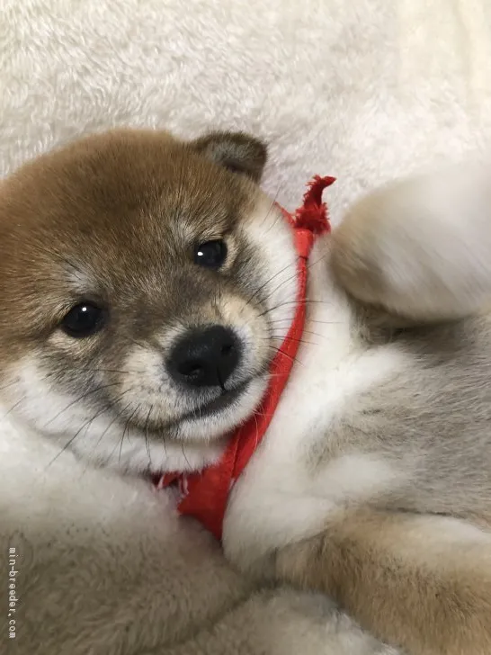 H.A 様のお迎えした子犬