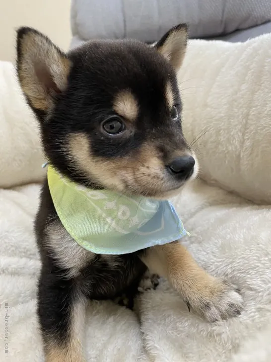 ID:2011-01184の子犬