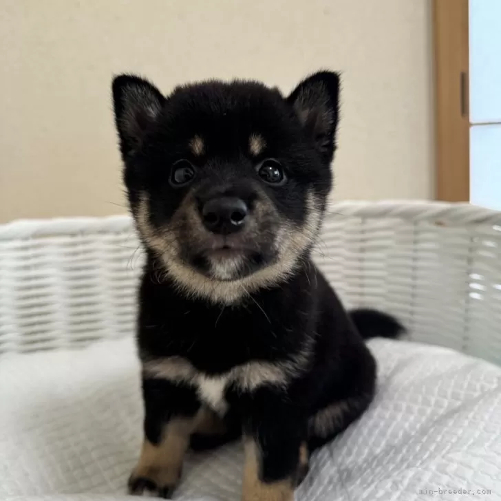 ID：2409-02792の子犬