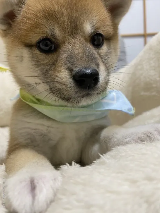 ID：2011-03130の子犬