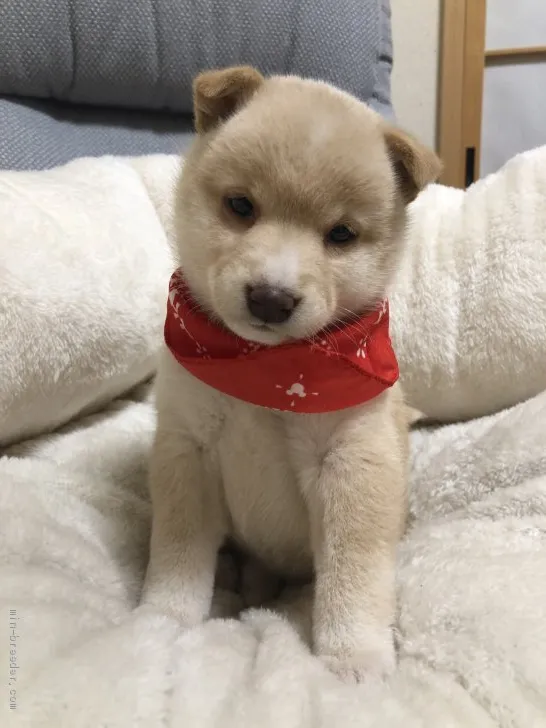 ID:2001-03252の子犬