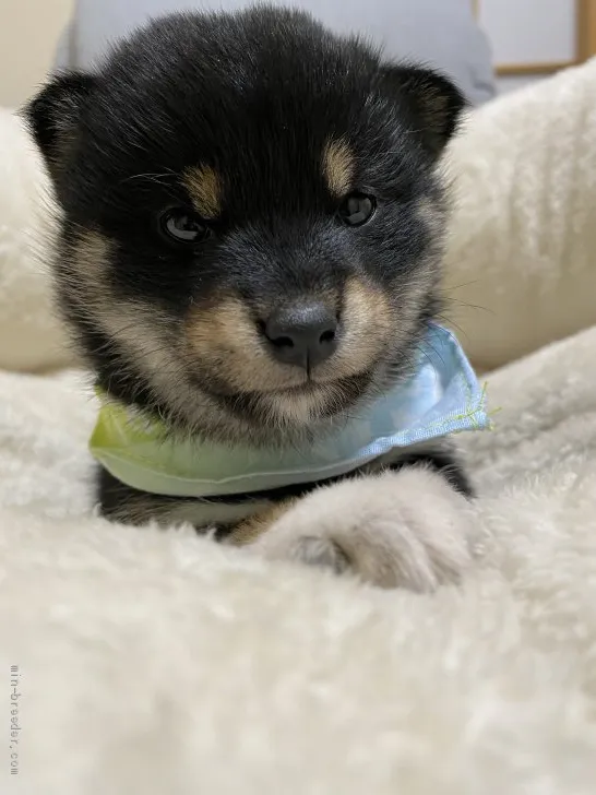 ID：2012-02219の子犬