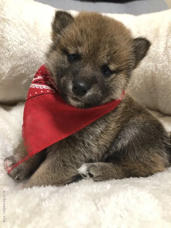 ID：2001-01734の子犬