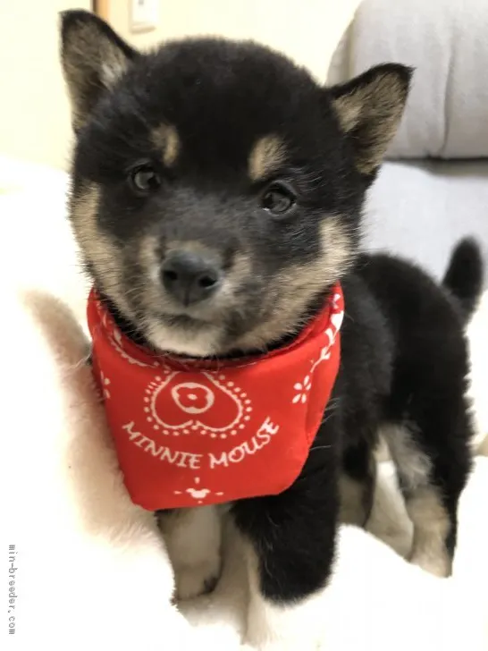 ID：2002-00381の子犬