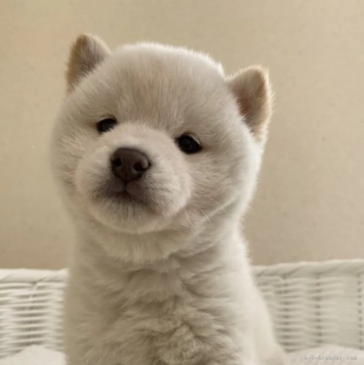 S.T 様のお迎えした子犬