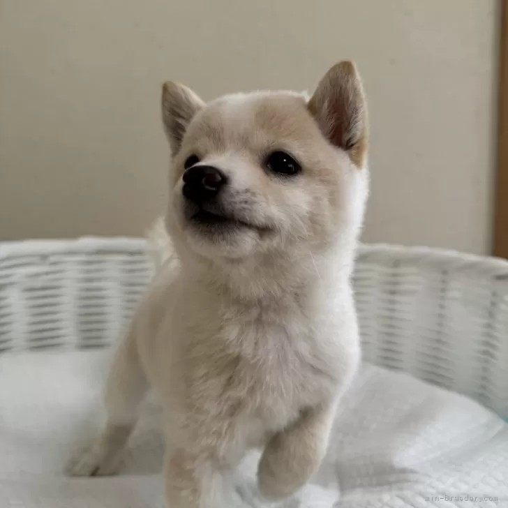 ID:2409-06889の子犬