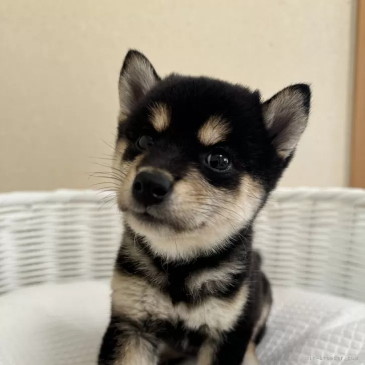 ID:2409-02788の子犬