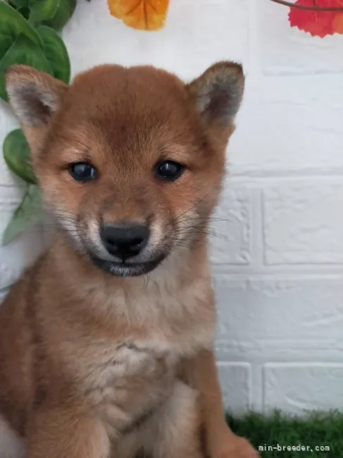 ID:2111-00528の子犬