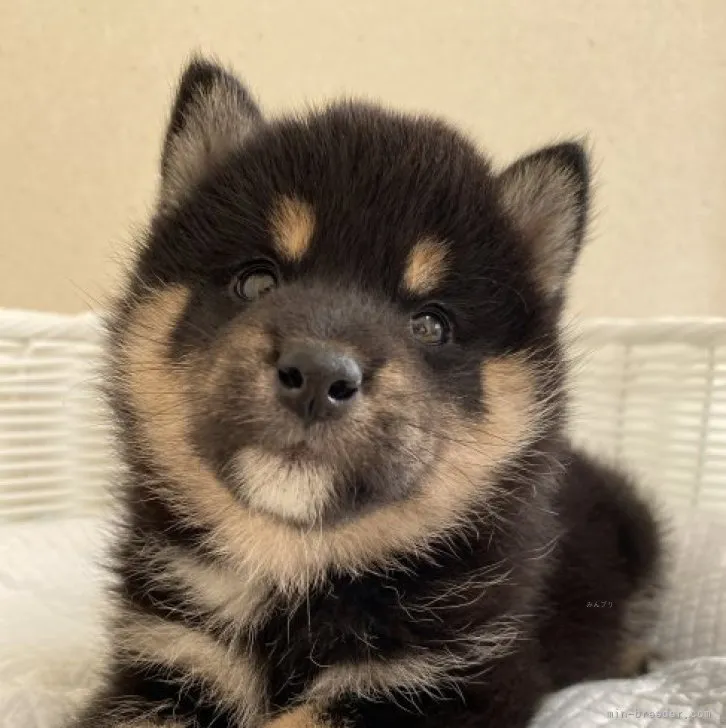 ID：2310-05553の子犬