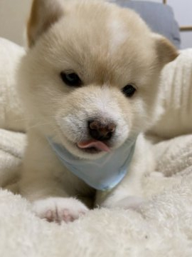 柴犬(豆柴)【兵庫県・女の子・2020年11月10日・白】の写真「父犬豆柴認定犬、可愛い女の子♪」
