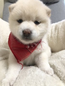柴犬(豆柴)【兵庫県・女の子・2020年1月17日・白】の写真「白熊の赤ちゃんようなモフモフ可愛い女の子♪」