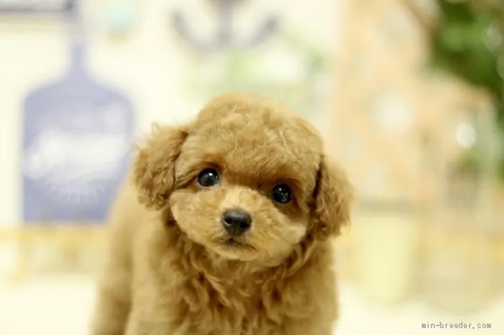 ID:1906-02008の子犬