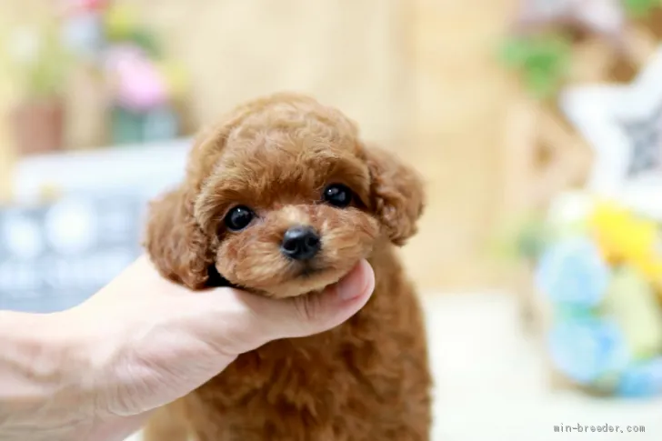 ID：2105-03257の子犬