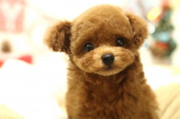 トイプードル(タイニー)【東京都・男の子・2018年10月11日・レッド】の写真「毛量抜群☆ふわもこのクマちゃん顔の男の子♡」