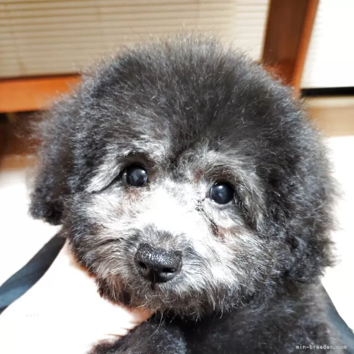 トイプードル(トイ)【栃木県・女の子・2025年8月16日・シルバー】の写真1「シャンプーして少しカットしました！」