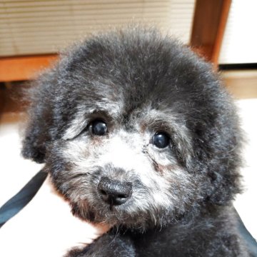 トイプードル(トイ)【栃木県・女の子・2025年8月16日・シルバー】の写真「希少シルバーの女の子　タイニー～小さめトイサイズ」