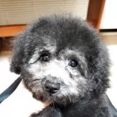 トイプードル(トイ)【栃木県・女の子・2025年8月16日・シルバー】の写真1「シャンプーして少しカットしました！」