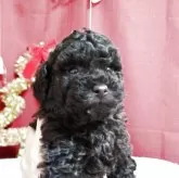 タイニープードル