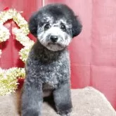 タイニープードル