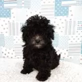 タイニープードル【栃木県・女の子・2025年4月2日・シルバー(グレー)】の写真5