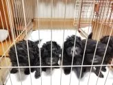 トイプードル(トイ)【栃木県・男の子・2025年8月16日・シルバー】の写真6「兄妹で写真撮影」
