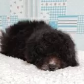 タイニープードル【栃木県・女の子・2025年4月2日・シルバー(グレー)】の写真2「シャンプーして眠くなっちゃいました。」