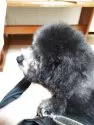 トイプードル(トイ)【栃木県・女の子・2025年8月16日・シルバー】の写真4「お鼻の長さは普通か少し短いですかね。」