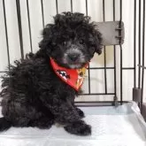 トイプードル(トイ)【栃木県・女の子・2025年8月16日・シルバー】の写真7