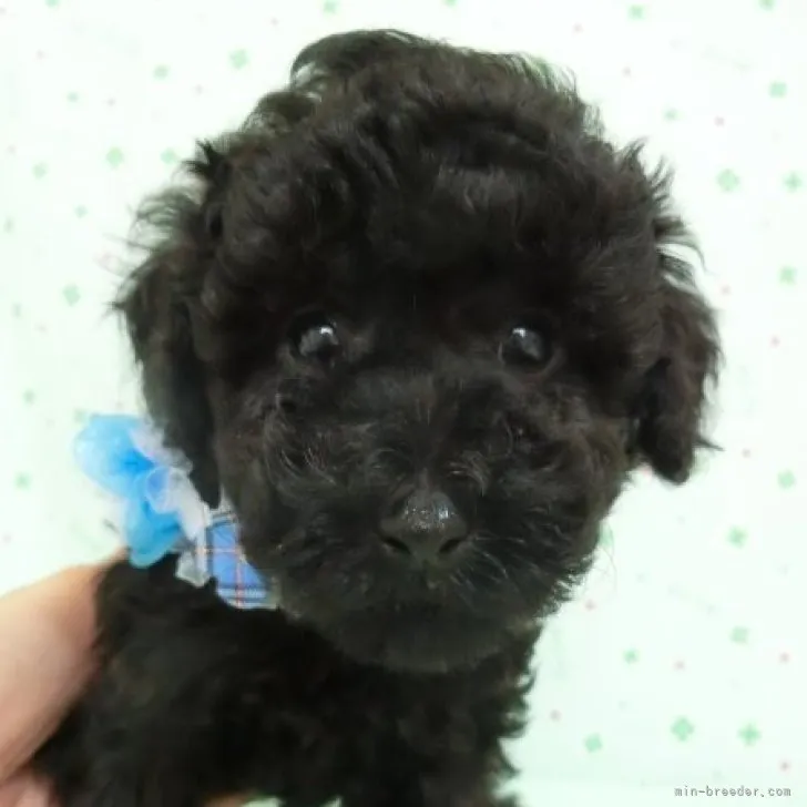 ID:2304-05492の子犬