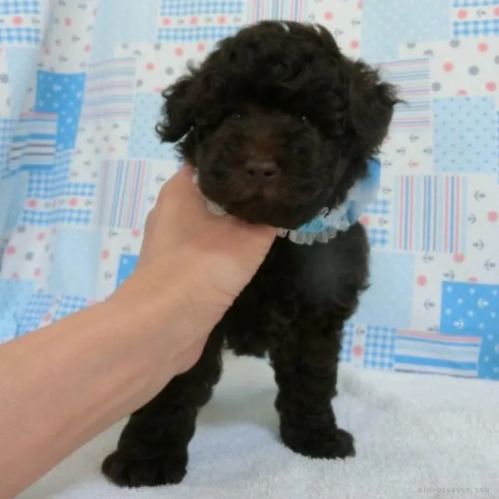 たつき 様のお迎えした子犬