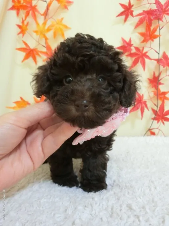 ID：2110-00131の子犬