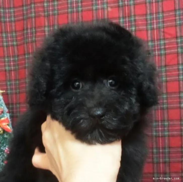 M.N 様のお迎えした子犬