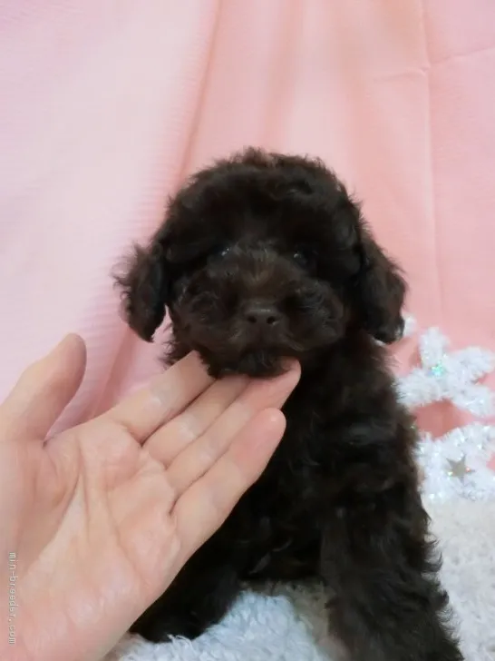 ID:2101-00499の子犬