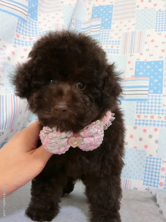 ID：2107-00594の子犬