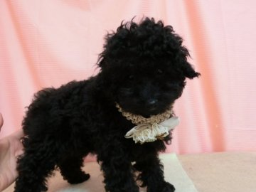 トイプードル(タイニー)【栃木県・女の子・2022年1月15日・ブラック】の写真「ママンちゃん一粒種のお姫様」