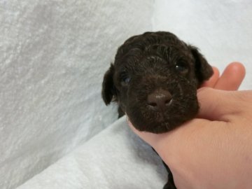 トイプードル(タイニー)【栃木県・男の子・2021年6月3日・ブラウン (チョコレート色)】の写真「ブラウン君お探しの方　必見」