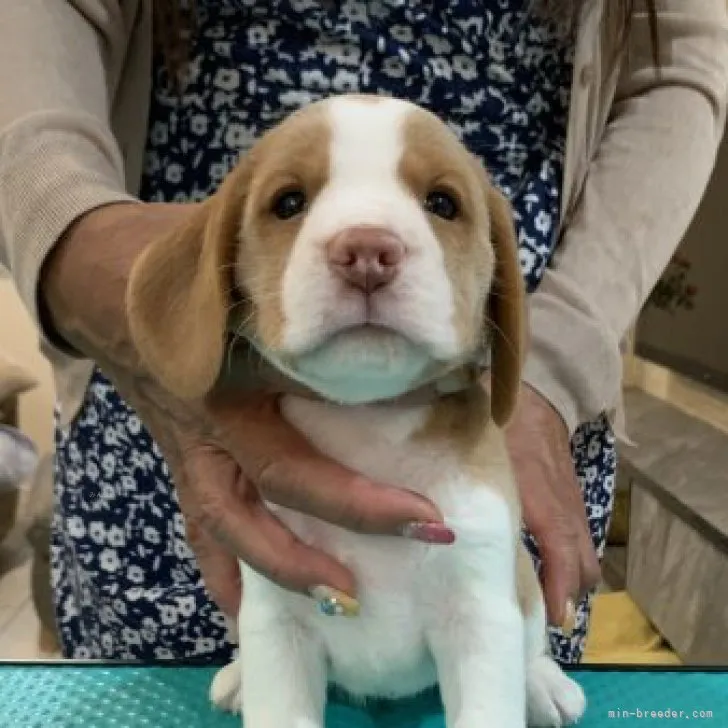 A.O 様のお迎えした子犬