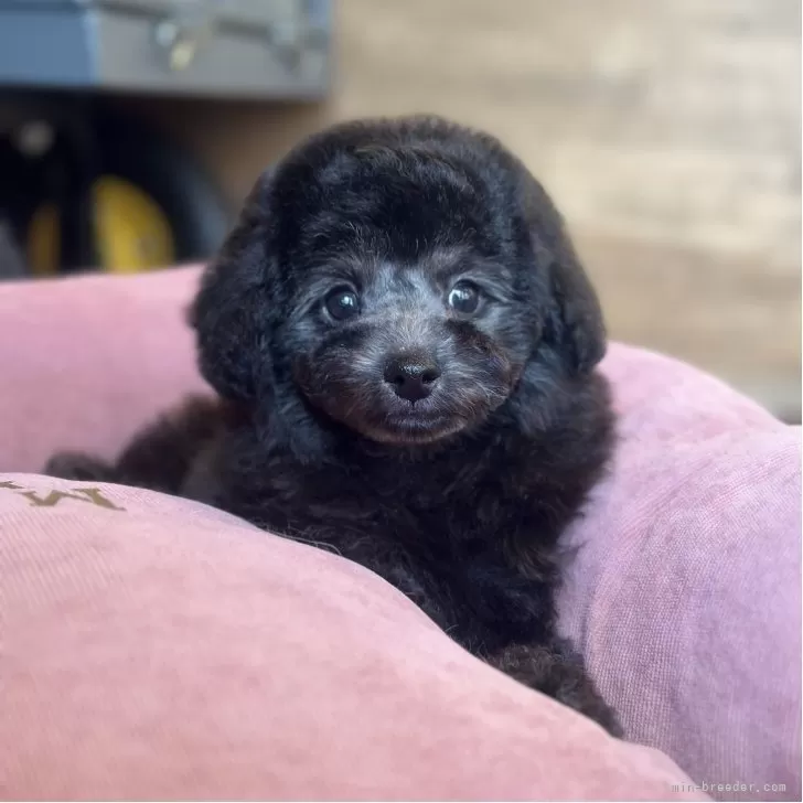 S.S 様のお迎えした子犬